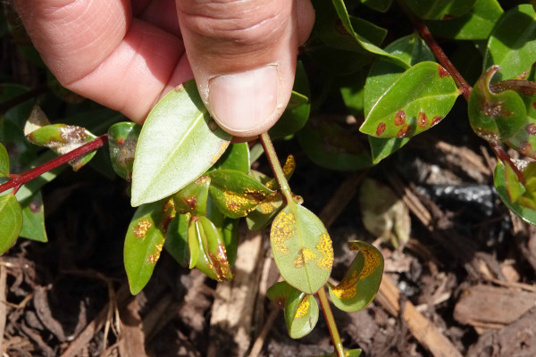 Bright yellow powdery eruptions appear on the underside of the young leaf 