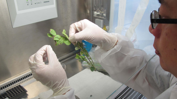 MPI scientist examines myrtle rust on samples