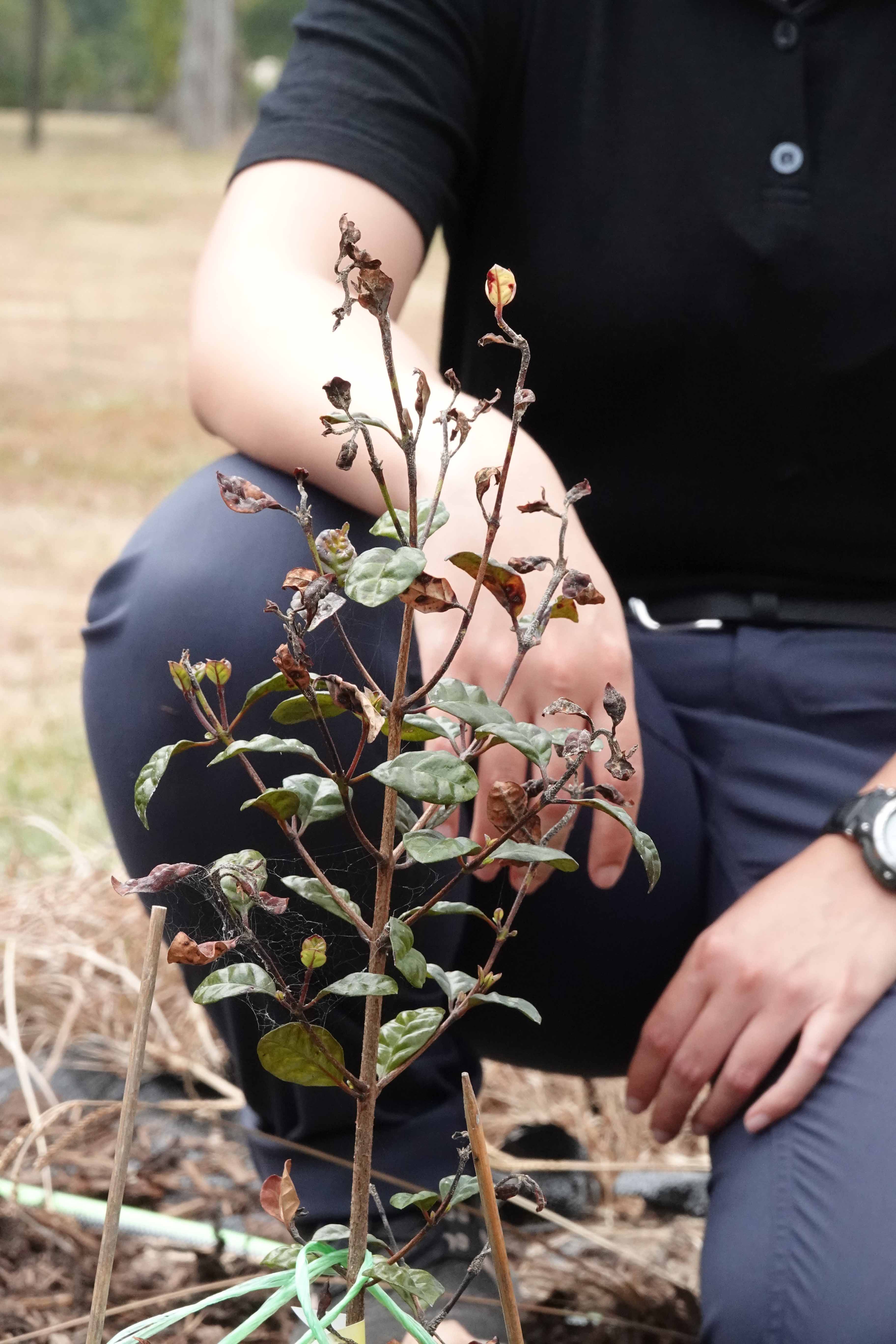 Person behind plant with myrtle rust