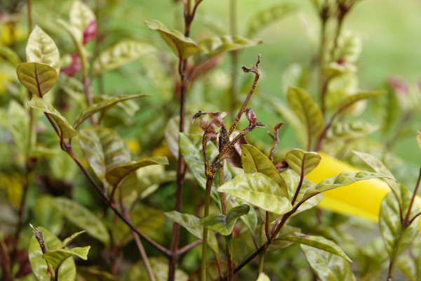 Plant with myrtle rust