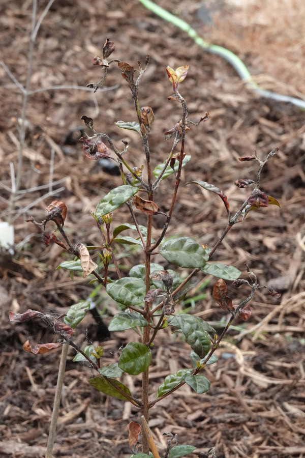 Plant with myrtle rust