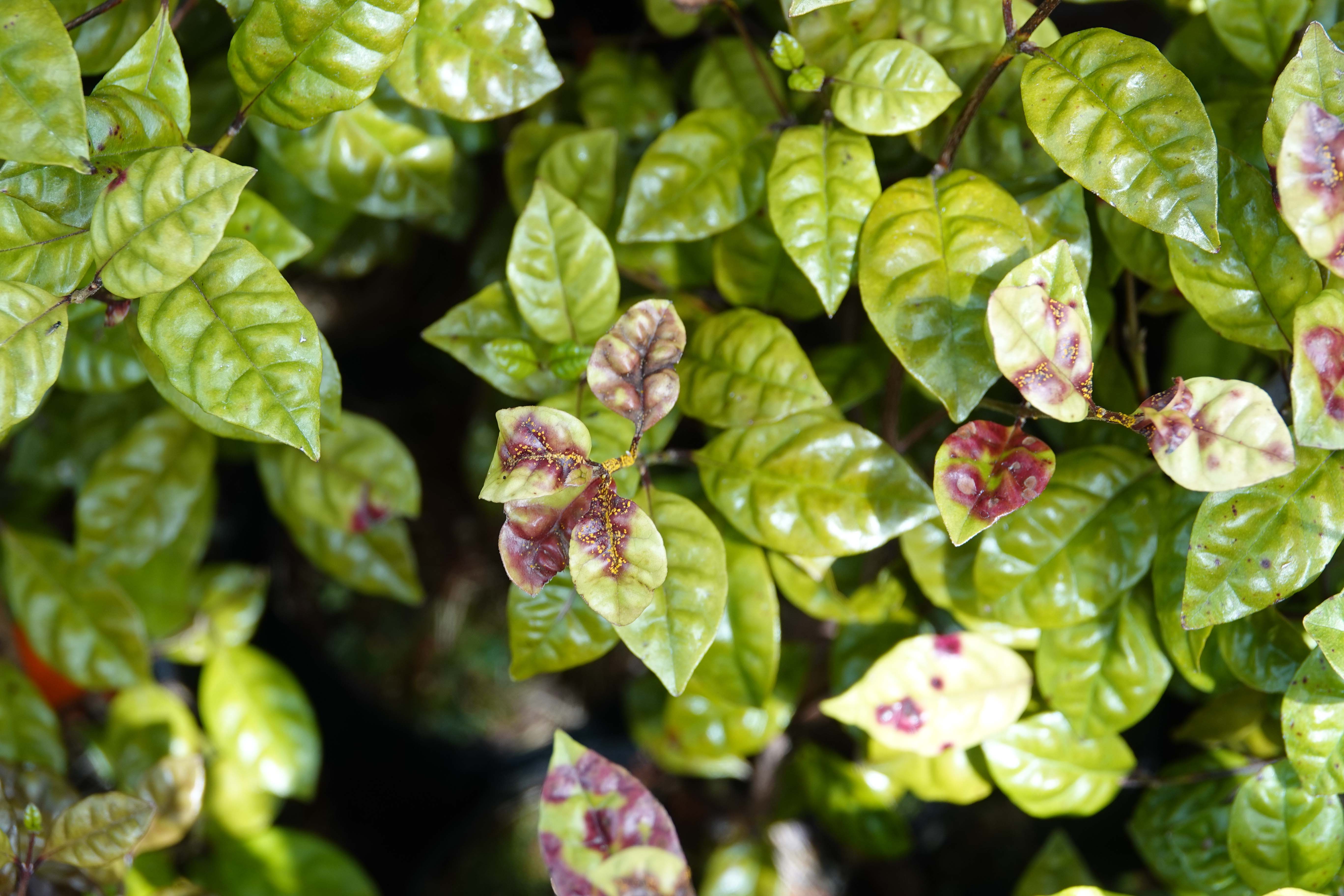 Plant with myrtle rust