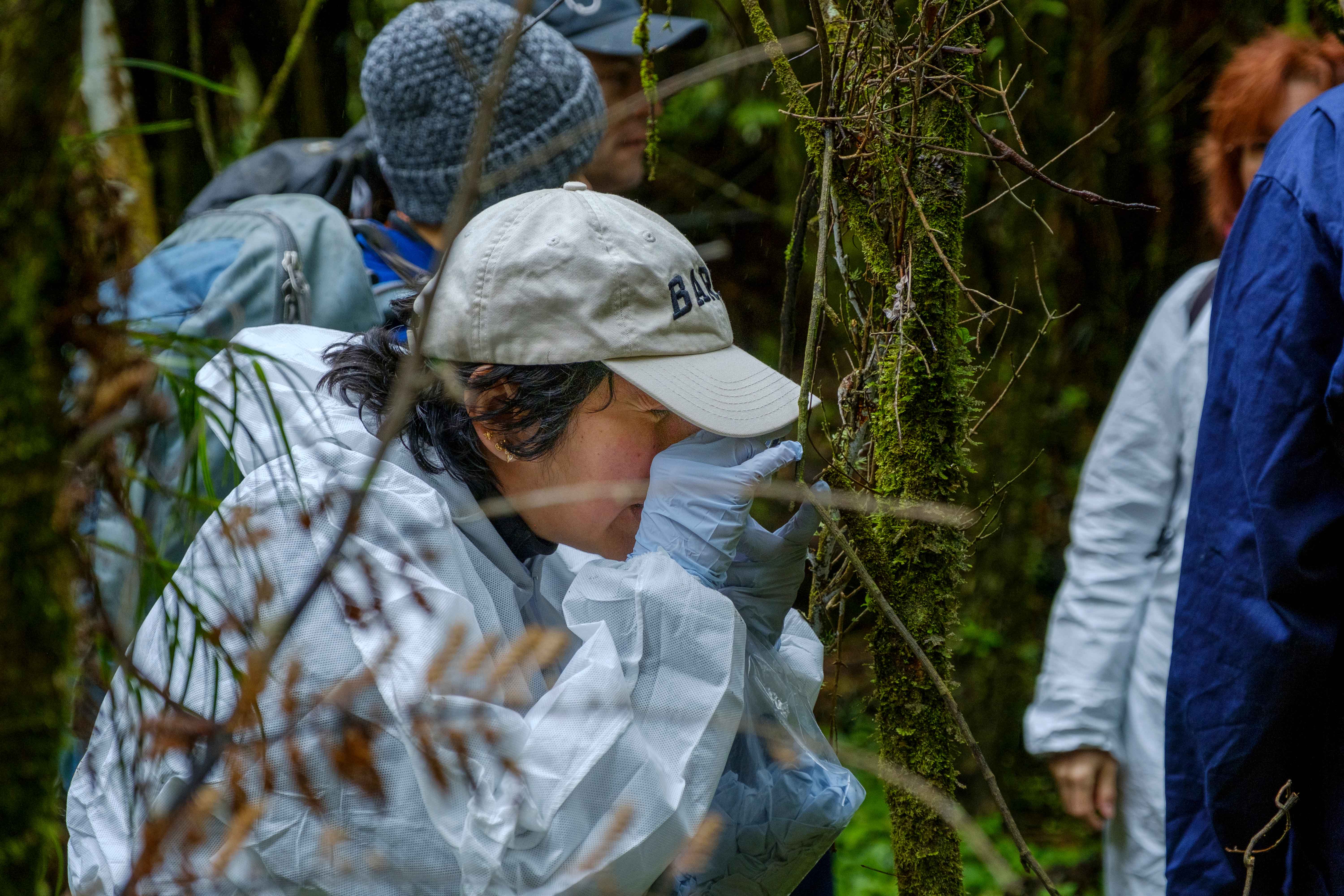 Research team surveys myrtle rust