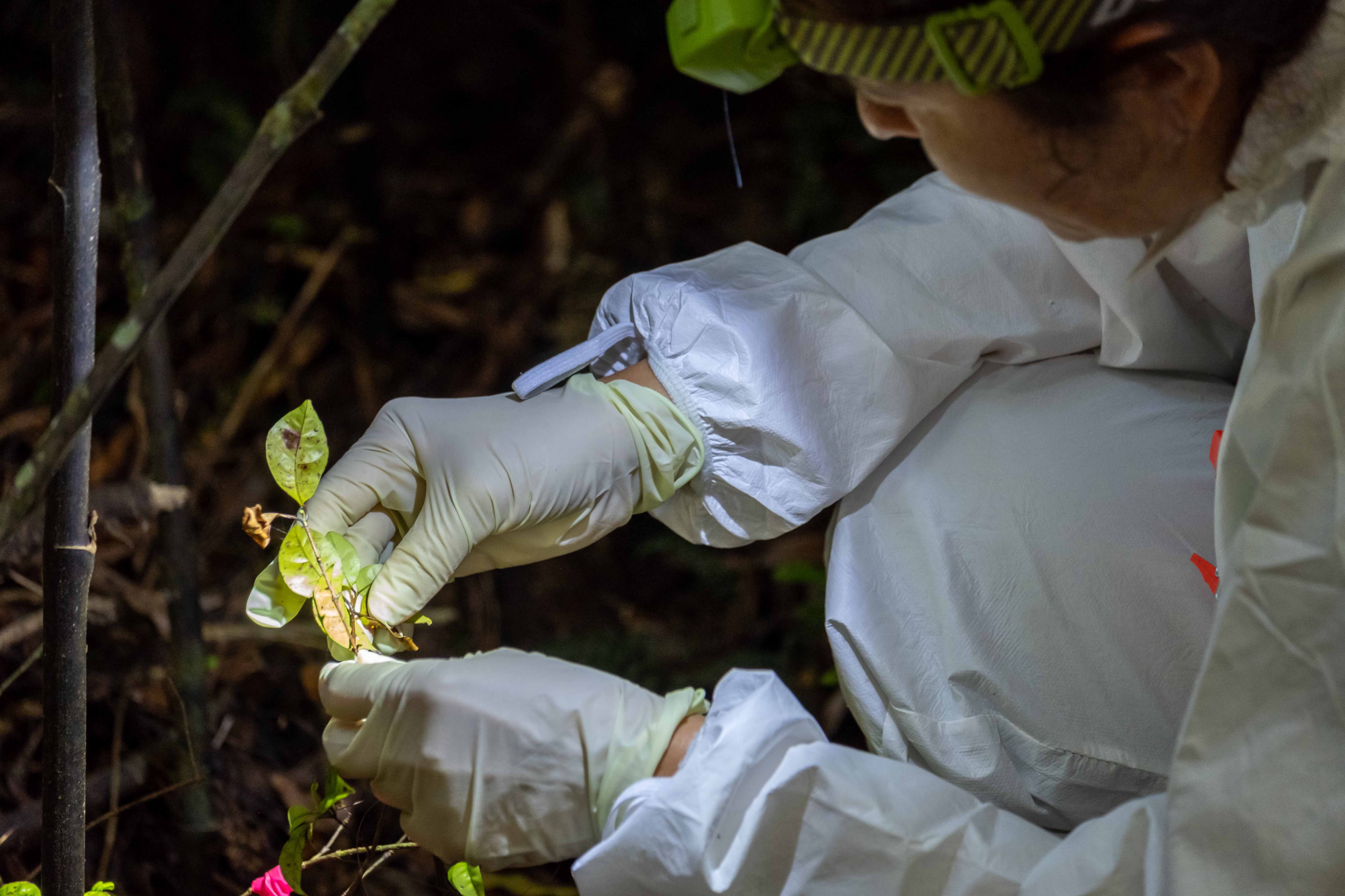 Technician undertaking a disease assessment