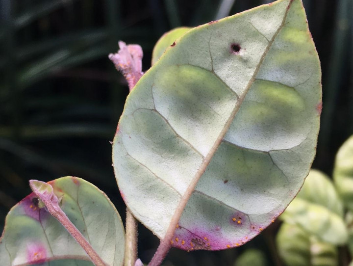 A ramarama plant with myrtle