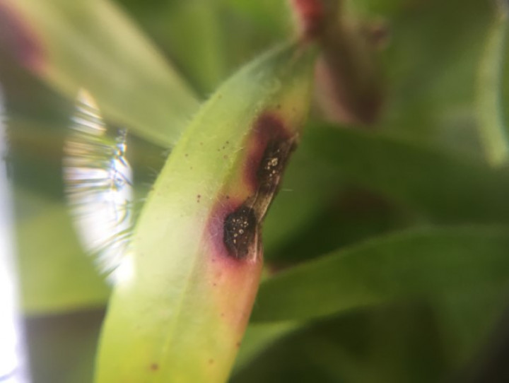 Bottlebrush with myrtle rust