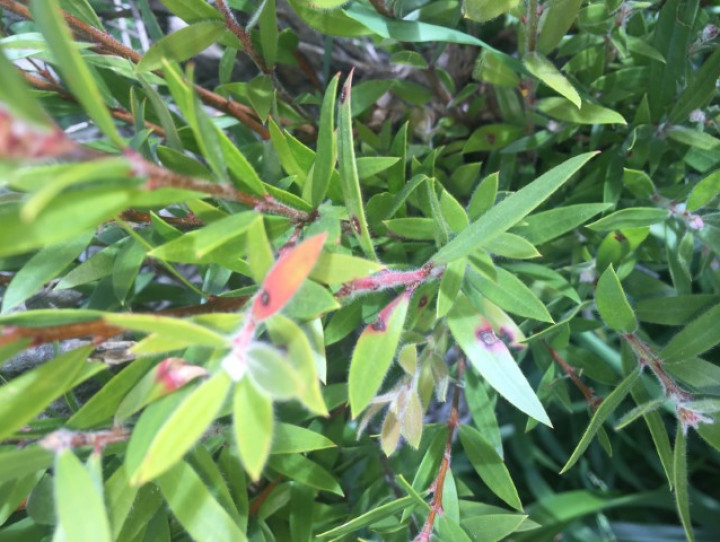 Bottlebrush with myrtle rust