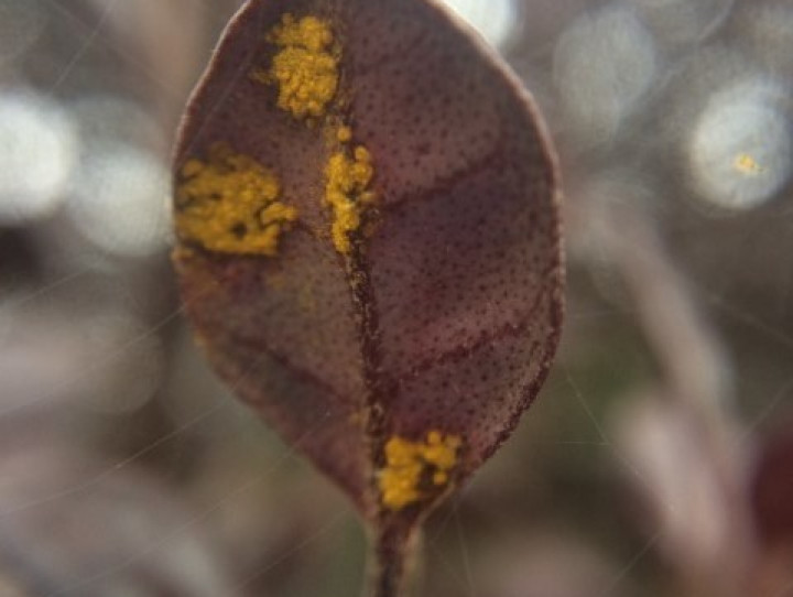 A ramarama plant with myrtle