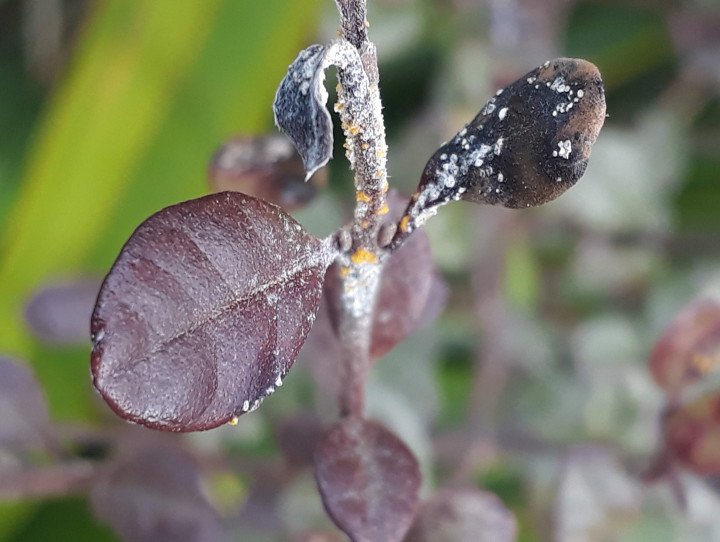 A ramarama plant 