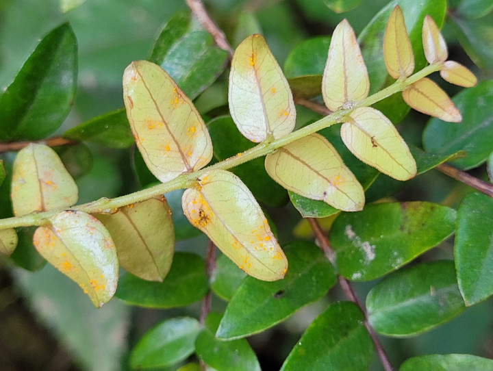 Climbing rata Metrosideros diffusa with myrtle rust