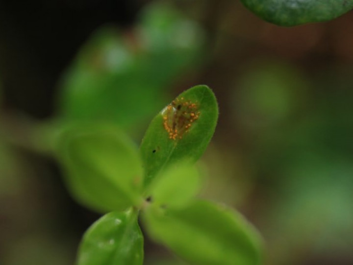 Pohutukawa with myrtle rust