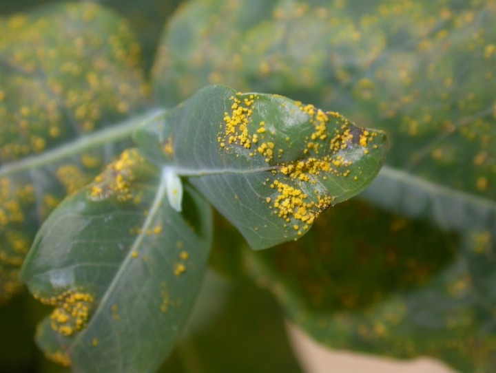 Eucalyptus with myrtle rust