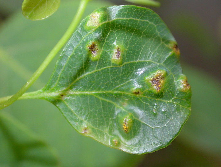 Eucalyptus with myrtle rust