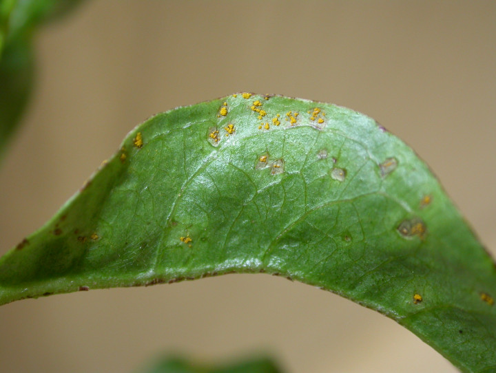 Eucalyptus with myrtle rust