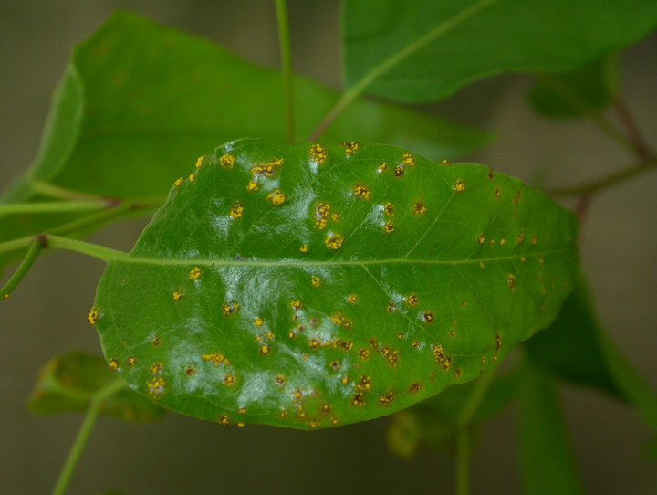 Eucalyptus with myrtle rust