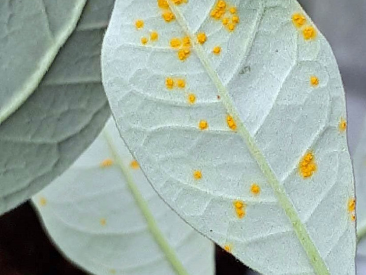 Feijoa with myrtle rust 