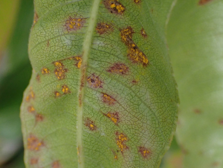 Lemon myrtle leave with myrtle rust