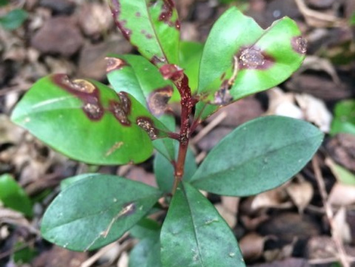 Lillypilly with myrtle rust 