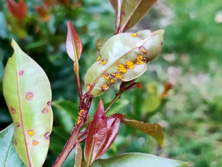 Lilly pilly Syzygium Australia with myrtle rust