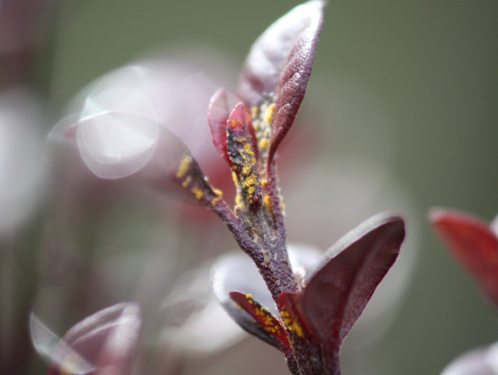 Ramarama with myrtle rust