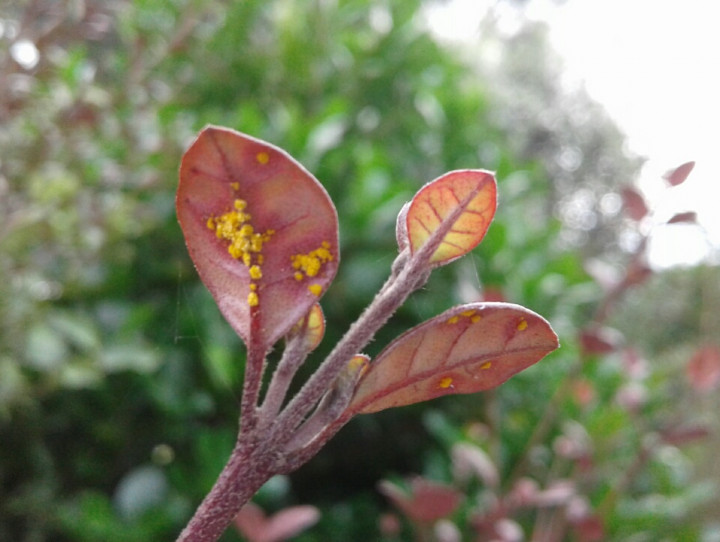 Ramarama with myrtle rust