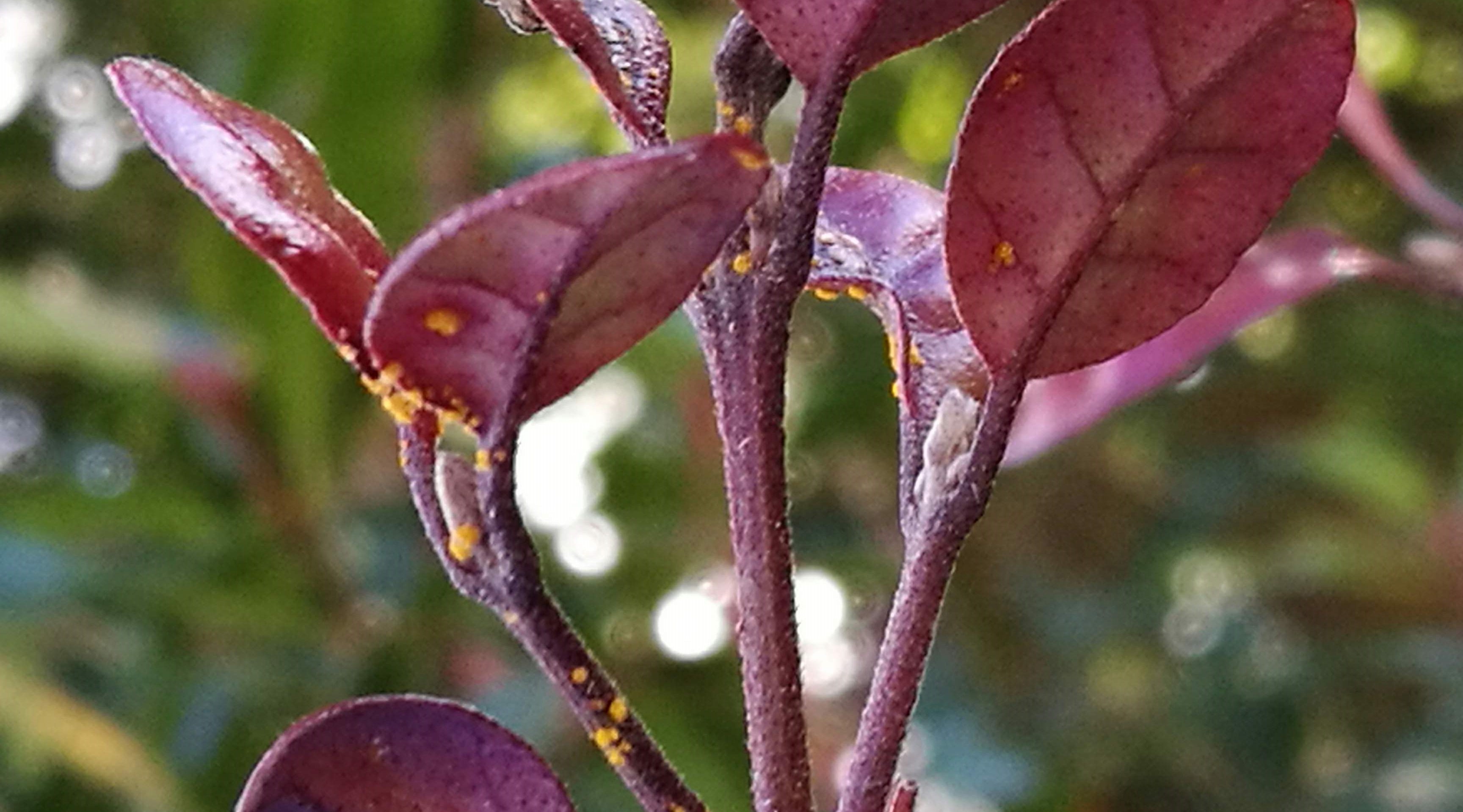 MR836 Lophomyrtus Bay of Plenty 1 Cropped3