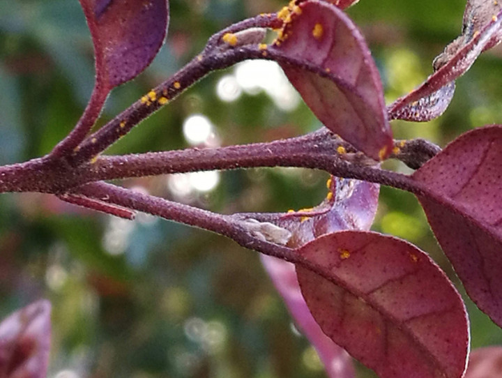 Ramarama with myrtle rust