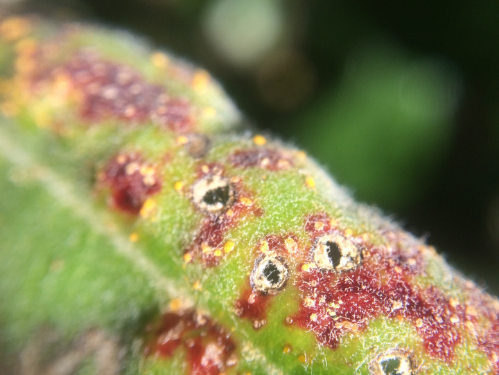 Rata with myrtle rust 