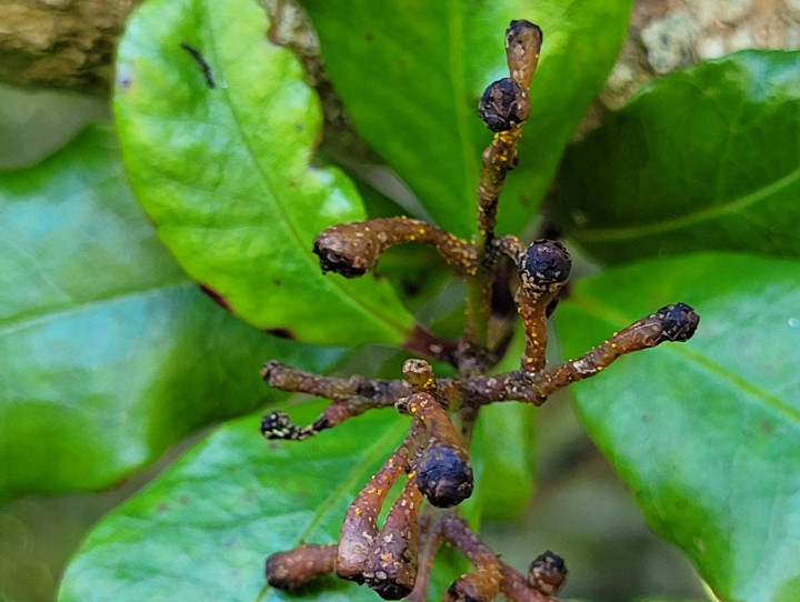Maire tawake with myrtle rust on flower buds