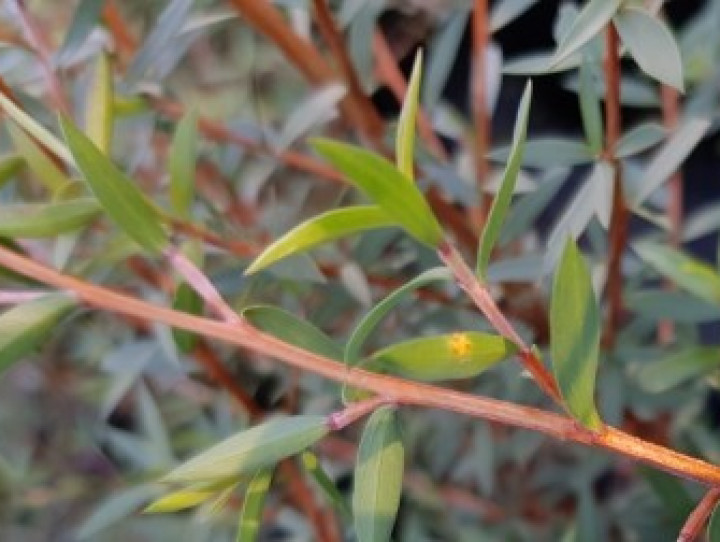 Manuka with myrtle rust 