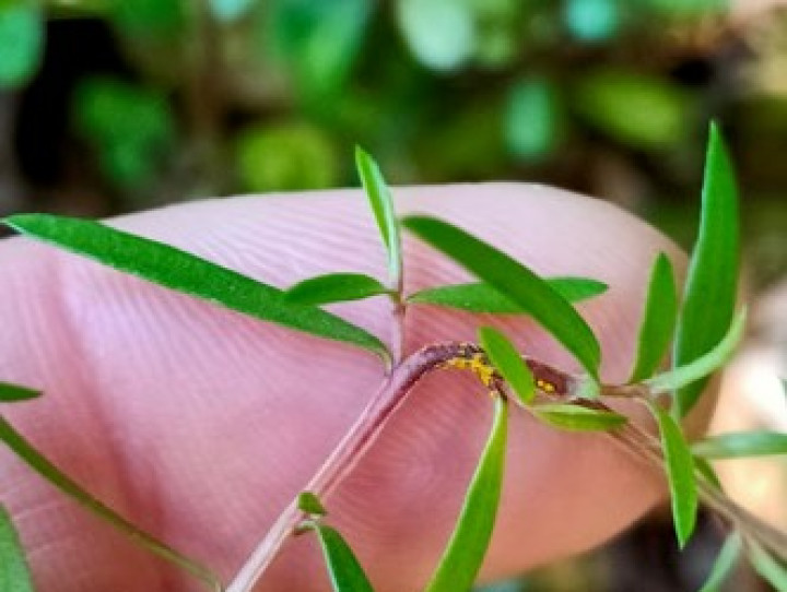 Manuka seedling with myrtle rust 1