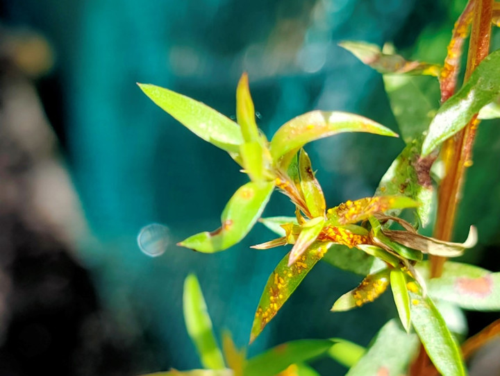 Manuka seedling with myrtle rust 2