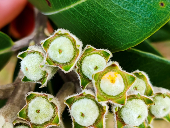 Pohutukawa seed capsules with myrtle rust