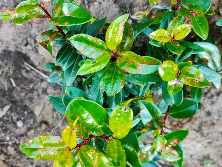 Pohutukawa seedling with myrtle rust