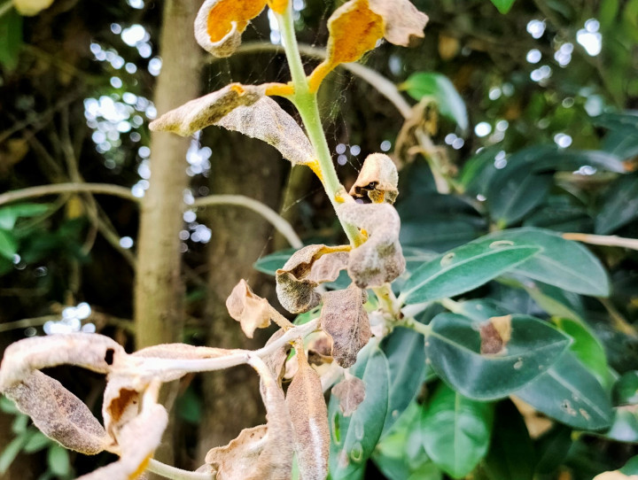 Pohutukawa with myrtle rust dieback