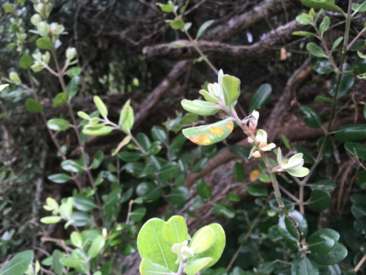 Pohutukawa with myrtle rust