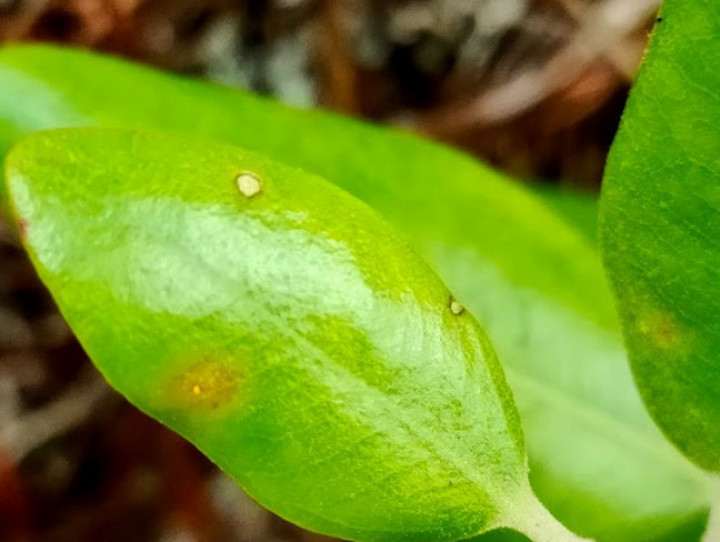 Pohutukawa with single myrtle rust pustule