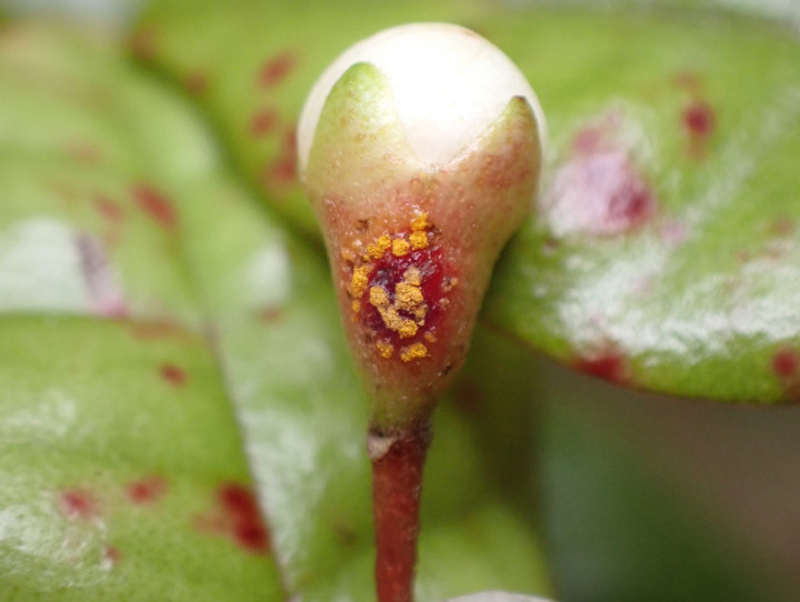 Ramarama flower bud with myrtle rust