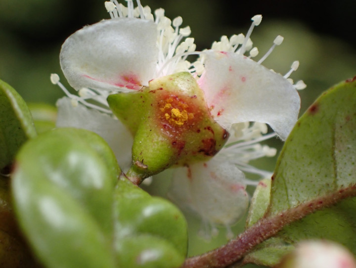 Ramarama flower myrtle rust