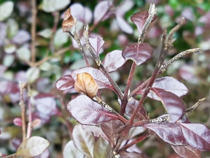 Ramarama with myrtle rust