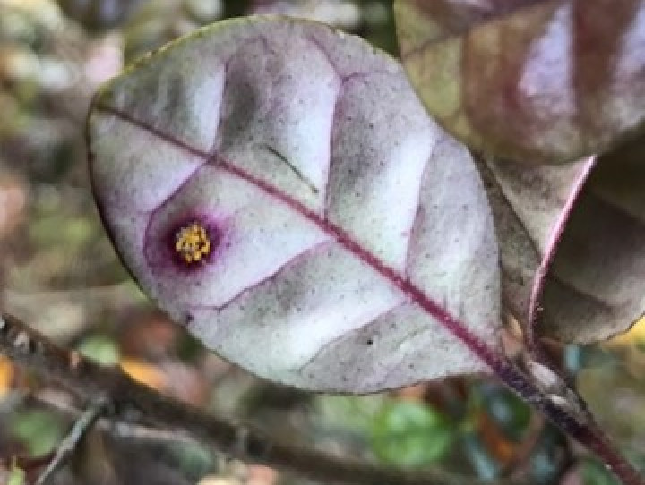 A ramarama plant with myrtle