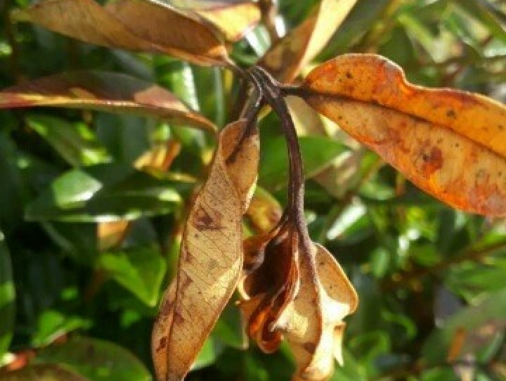 Rata with myrtle rust 