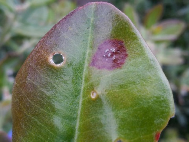 Rata with myrtle rust 