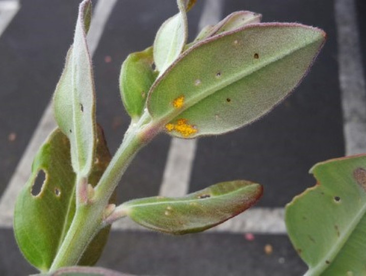 Rata with myrtle rust 