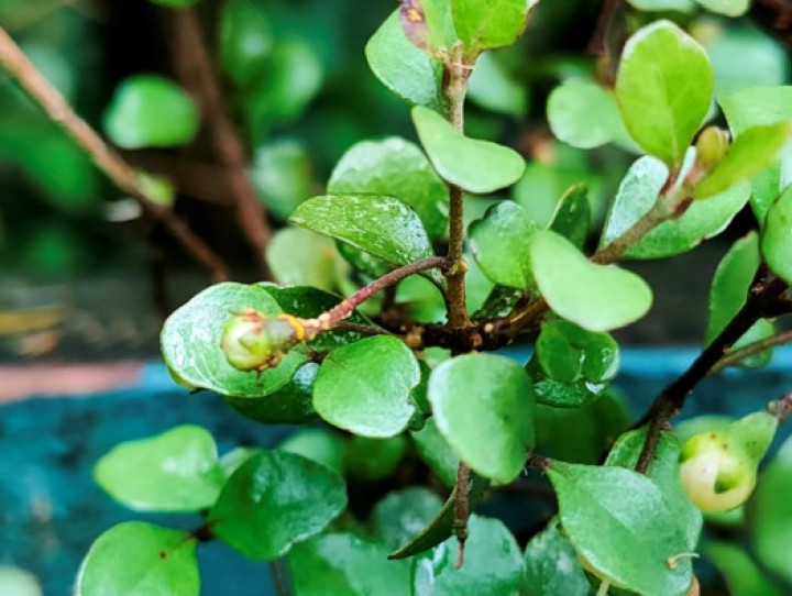 Rohutu with myrtle rust on flower bud