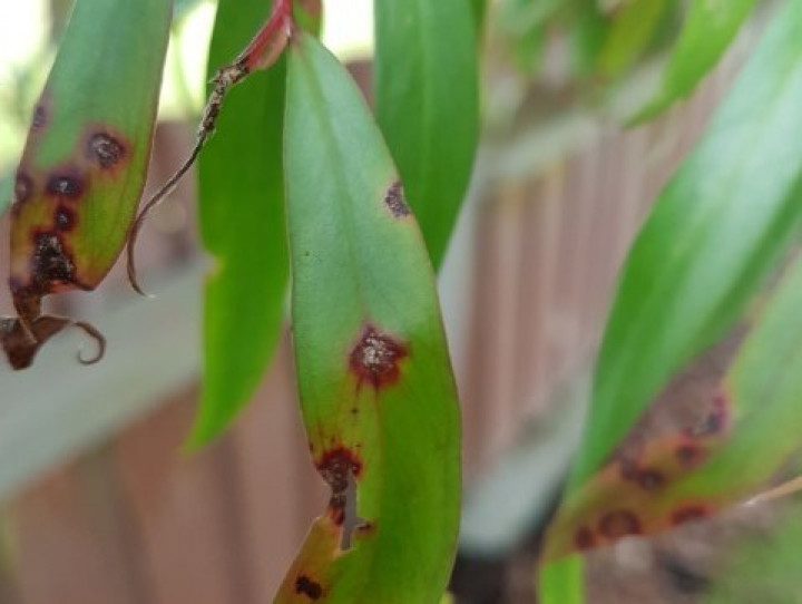 Willow myrtle with myrtle rust