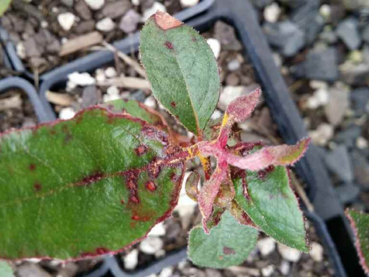 Eucalyptus with myrtle rust