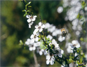 high performance manuka plantations3